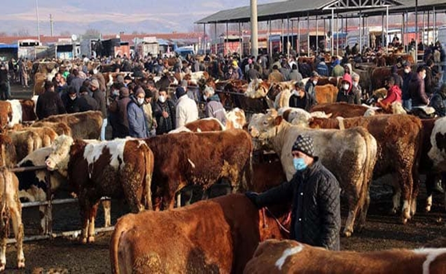 Ã‡ORUMâ€™DA HAYVAN  PAZARLARI KAPATILDI