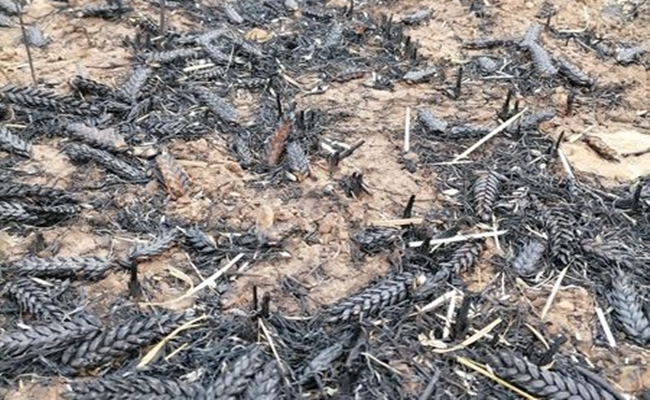 BÄ°N DEKAR BUÄžDAY TARLASI KÃœL OLDU