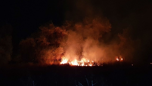 ANIZ YANGINI SIÃ‡RADI,  YÃœZLERCE AÄžAÃ‡ KÃœL OLDU