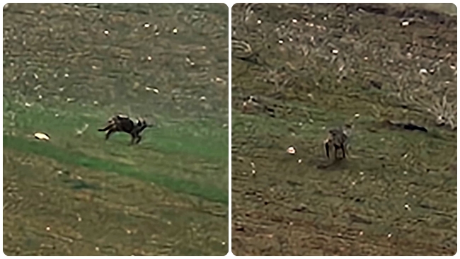 AÃ‡ KALAN KURT YOLA Ä°NDÄ°