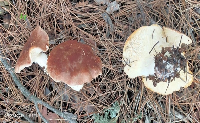 Ã‡ORUMâ€™DA 36 KÄ°ÅžÄ° MANTARDAN ZEHÄ°RLENDÄ°