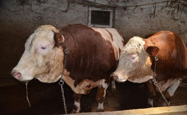 BEYAZCAN VE ÅžAHMERAN ALICI BEKLÄ°YOR