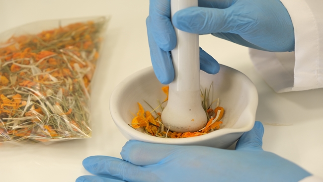 Ã‡Ä°ÄžDEMâ€™Ä°N ÅžÄ°FA DOLU SIRLARI ORTAYA Ã‡IKTI