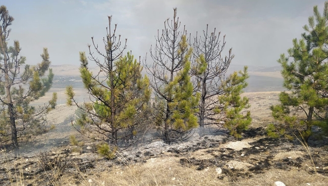 ANIZ YANGINI ORMANA SIÃ‡RADI