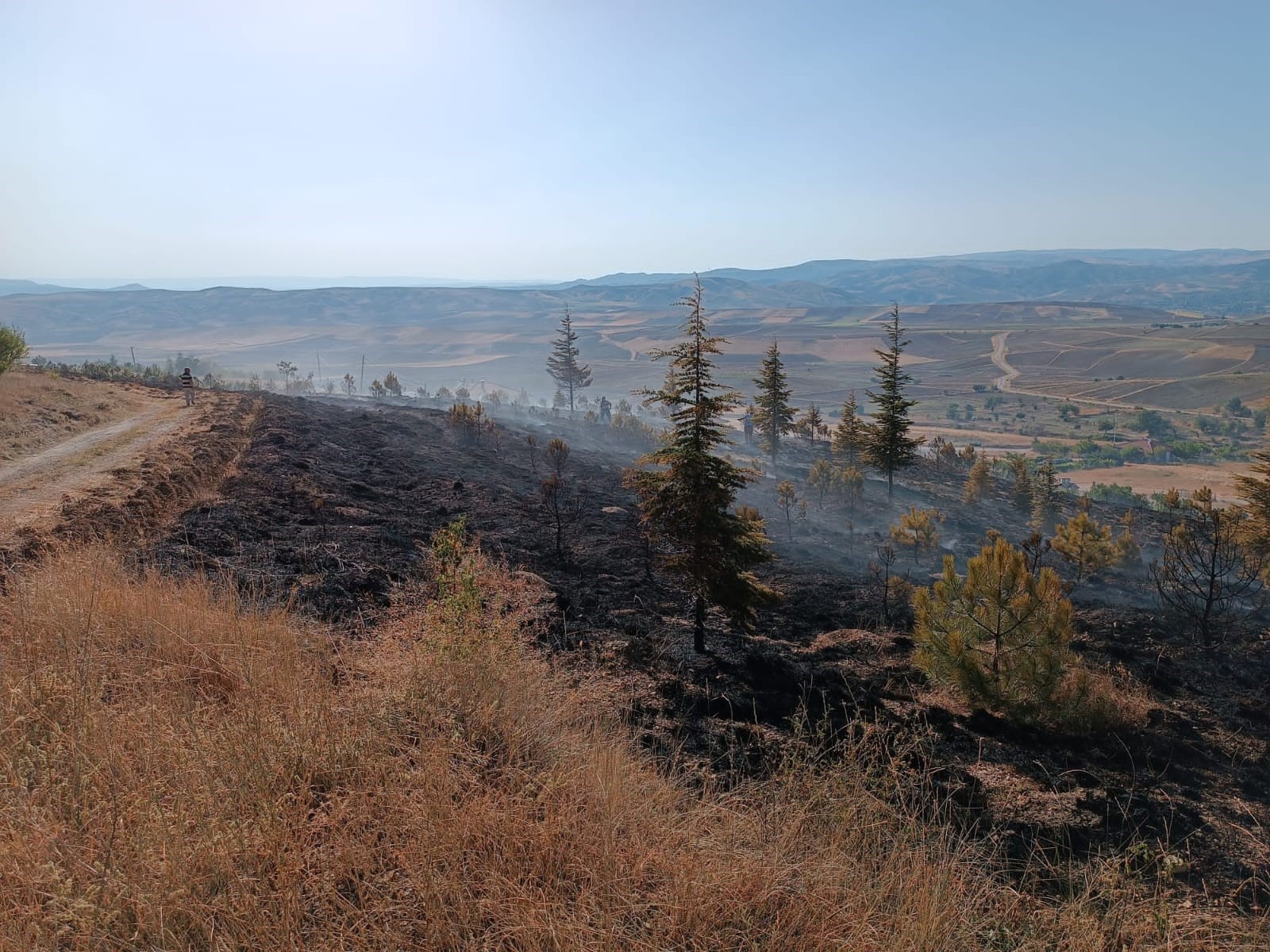 6 DÃ–NÃœM AÄžAÃ‡LIK ALAN KÃœLE DÃ–NDÃœ