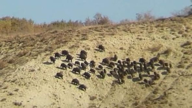 DOMUZLAR TARLAYI TALAN ETTÄ°!