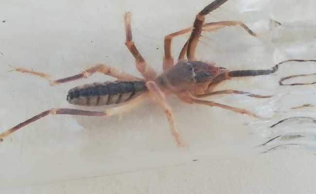 SUNGURLUâ€™DA â€˜SARIKIZâ€™ PANÄ°ÄžÄ°!