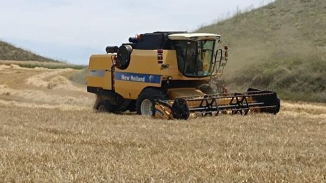 Ã‡ORUMâ€™DA ARPA HASADI BAÅžLADI