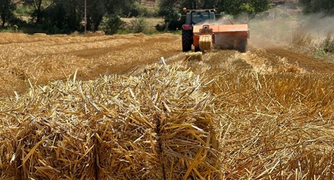 900 BALYA SAMAN HAYVANLARA YEM OLACAK