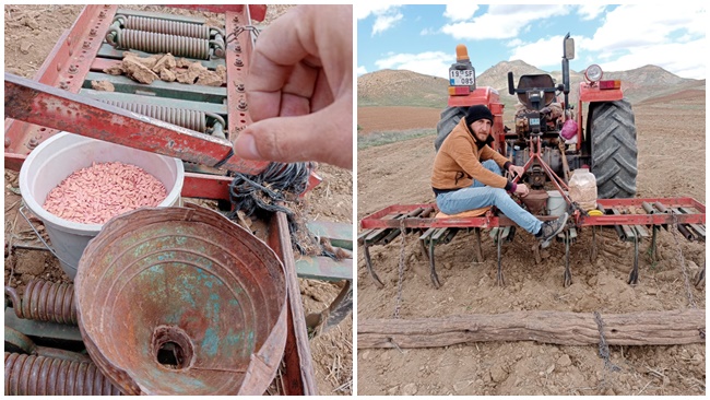 10 DÄ°LÄ°M KAVUN TOHUMU  TOPRAKLA BULUÅžUYOR