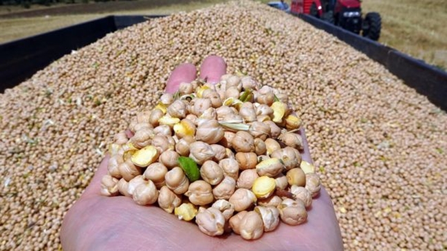 AÅžIRI SICAK, NOHUTTA VERÄ°MÄ° DÃœÅžÃœRDÃœ