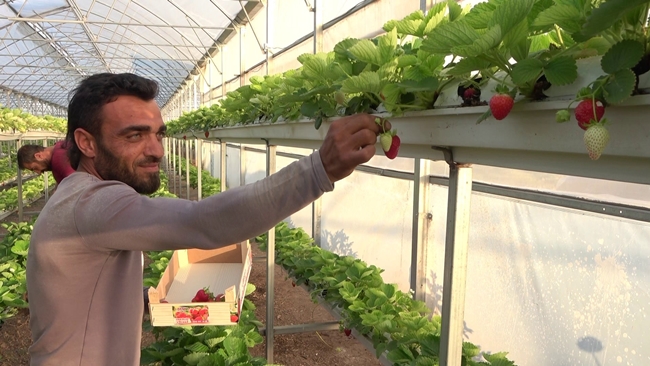 SERAâ€™DA TOPRAKSIZ Ã‡Ä°LEK ÃœRETÄ°YOR