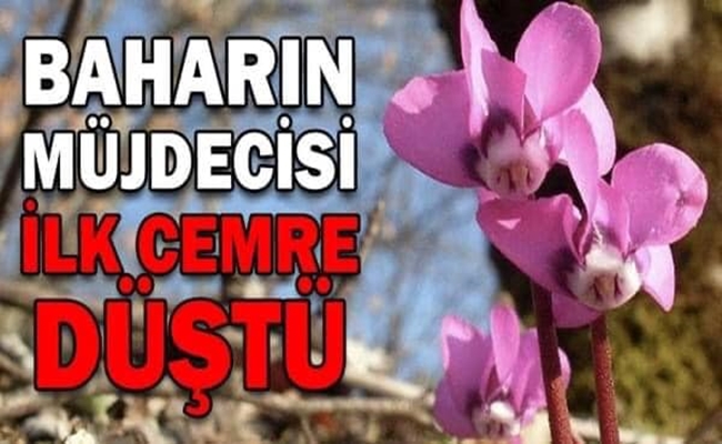 Ä°LK CEMRE DÃœÅžTÃœ