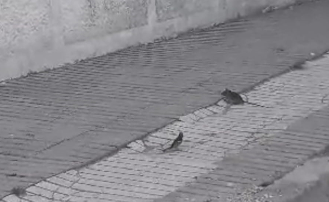 KUÅžLARIN FAREYLE OYUNU!