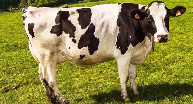 Ä°NEK TEPTÄ°, HASTANELÄ°K OLDU