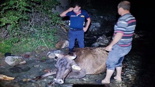 KÃ–PRÃœDEN DÃœÅžEN Ä°NEÄžÄ° Ä°TFAÄ°YE KURTARILDI