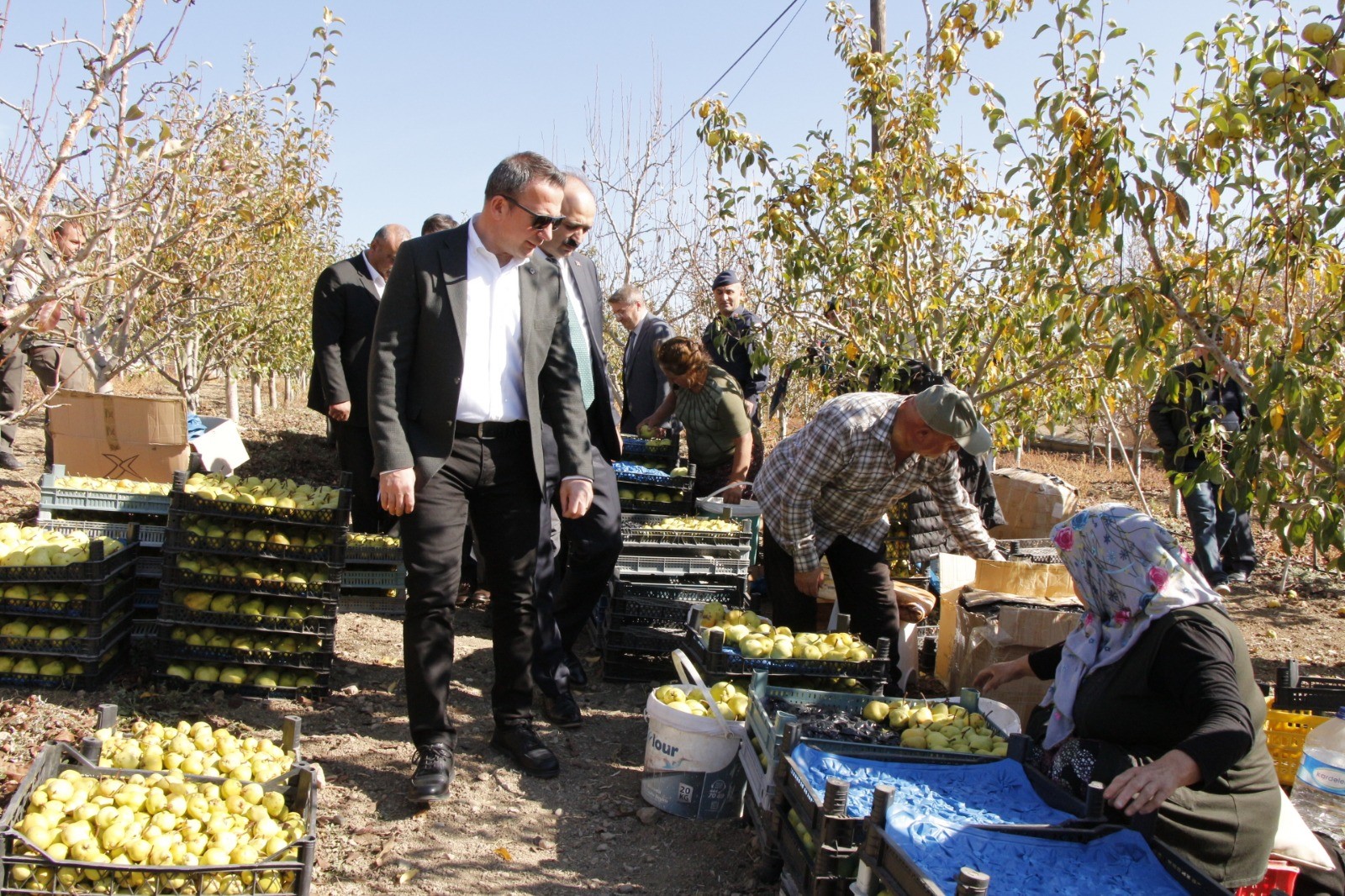 DEVECÄ° ARMUDUNDA HASAT ZAMANI!