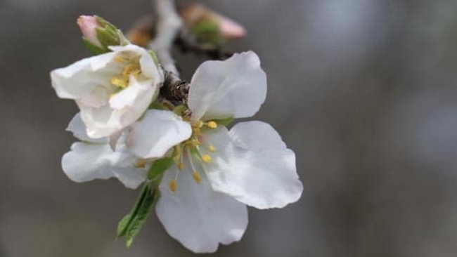 Ä°LK CEMRE HAVAYA DÃœÅžTÃœ