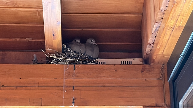 BELEDÄ°YE, YUVADAKÄ° KUÅžLAR Ä°Ã‡Ä°N TAMÄ°RATI ERTELEDÄ°