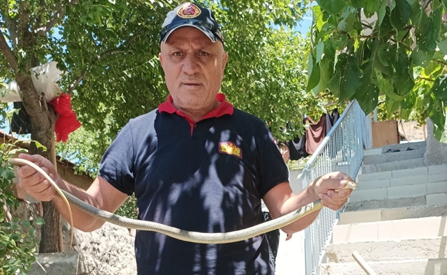 EVE GÄ°REN YILANI Ä°TFAÄ°YE YAKALADI