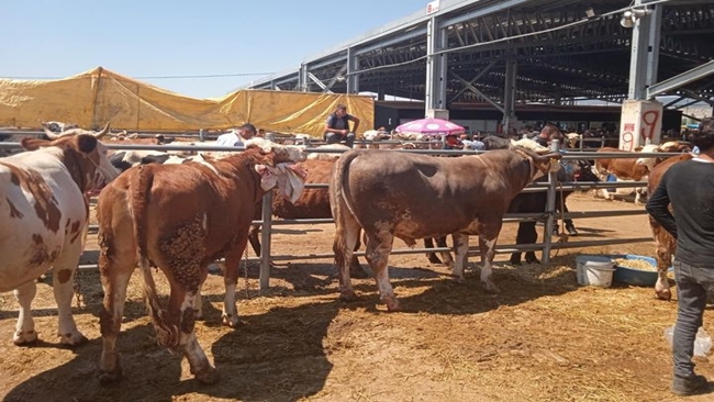 HAYVAN PAZARI TEKRAR AÃ‡ILIYOR