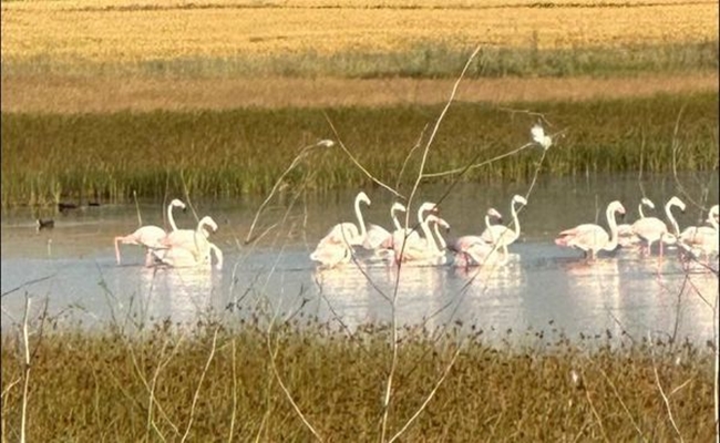 Ã‡ORUMâ€™DA Ä°LK KEZ FLAMÄ°NGO GÃ–RÃœLDÃœ