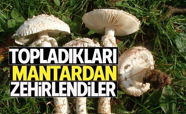 8 KÄ°ÅžÄ° MANTARDAN ZEHÄ°RLENDÄ°