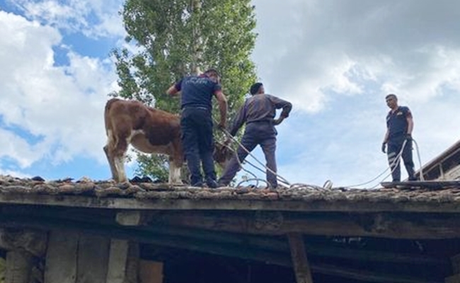 Ä°NEK Ã‡ATIYA Ã‡IKTI