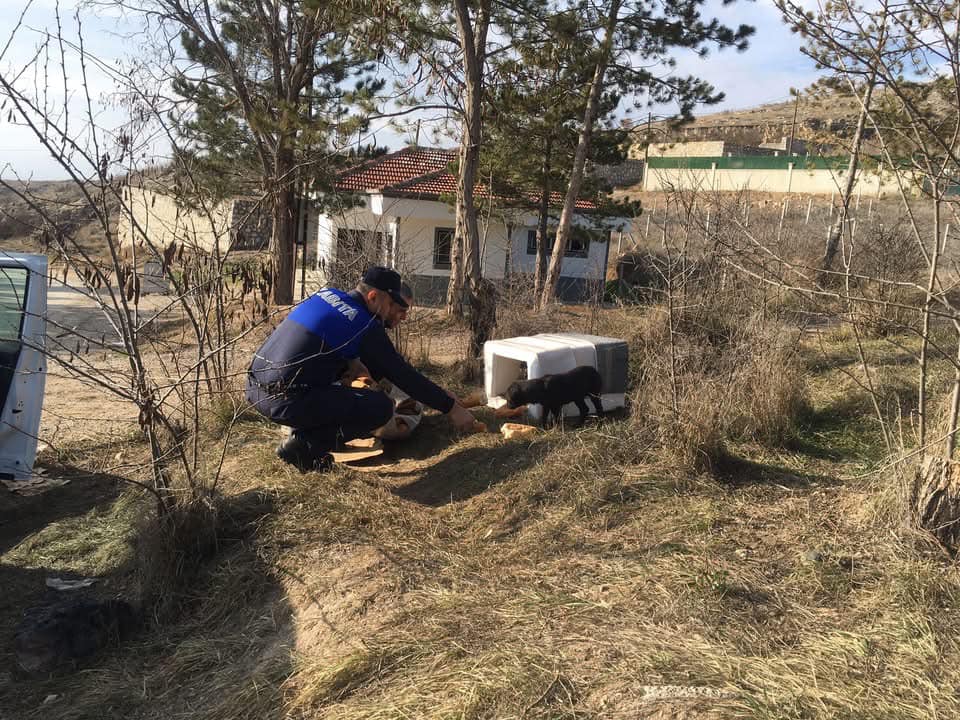 ZABITA, SOKAK HAYVANLARINI BESLEDÄ°