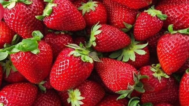 BU YIL 2 BÄ°N TON TESCÄ°LLÄ° Ã‡Ä°LEK ÃœRETÄ°LDÄ°