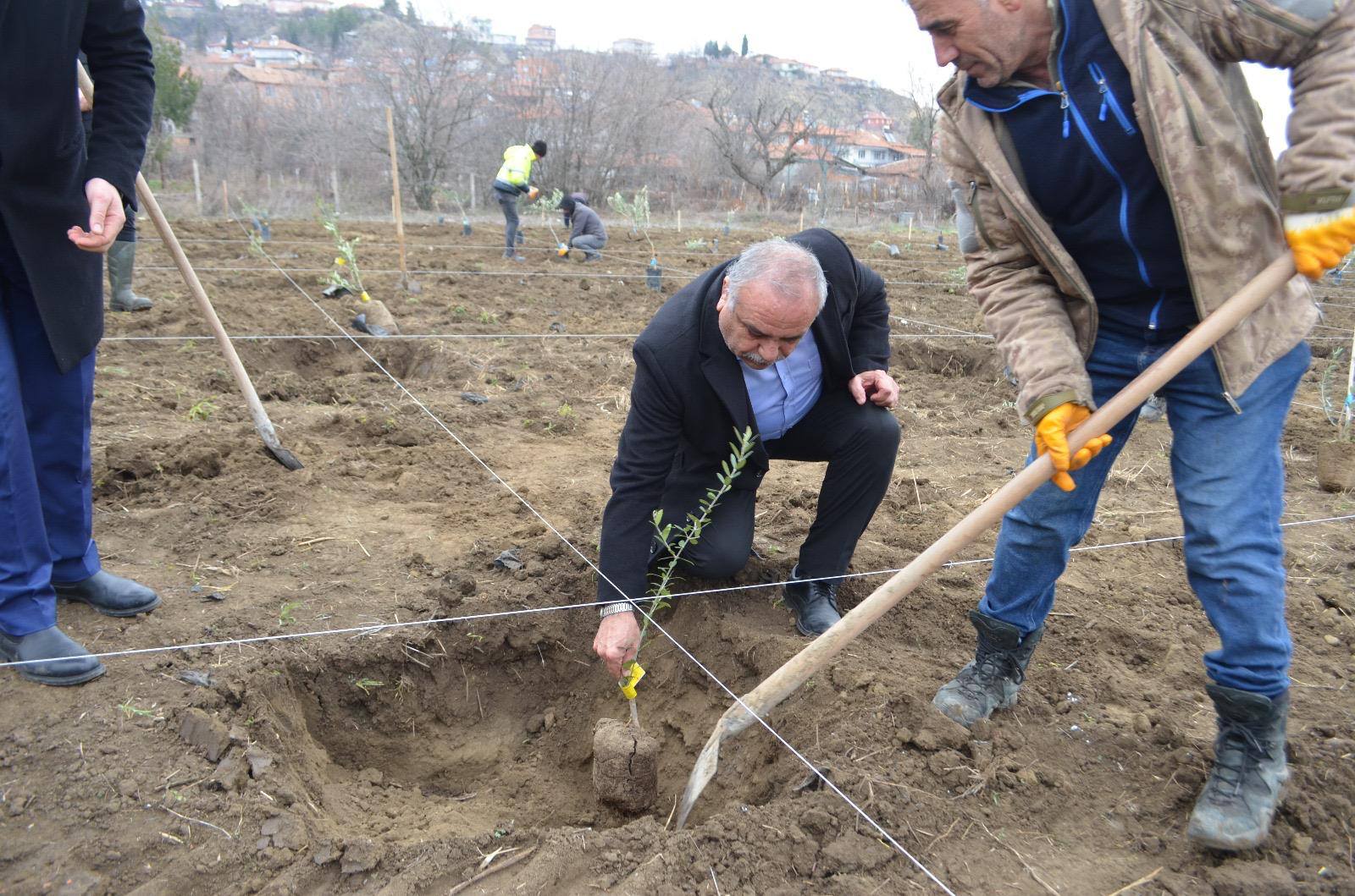 ATIL ARAZİ ZEYTİN BAHÇESİ OLDU